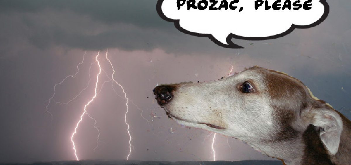 why are dogs afraid of lightning