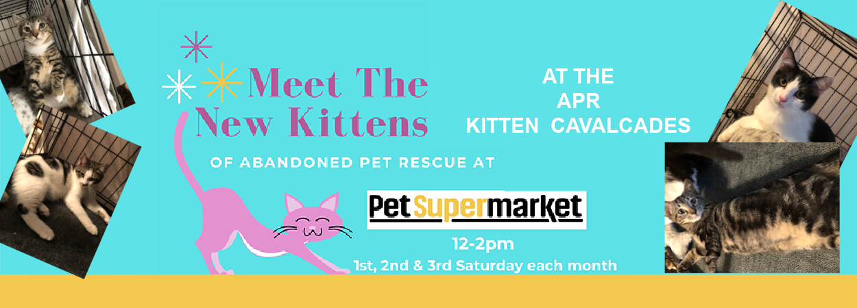 MEET THE NEW KITTENS (AUGUST 6/13/20) @ Pet Supermarket