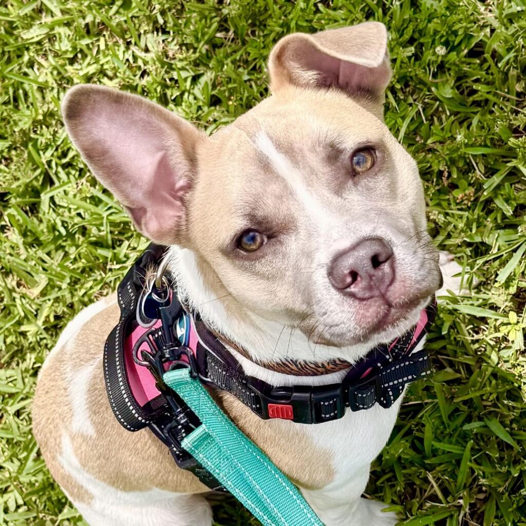 Billy 9 months old male Dog a Bulldog, French/Terrier with tan/white fur and a spotted pattern