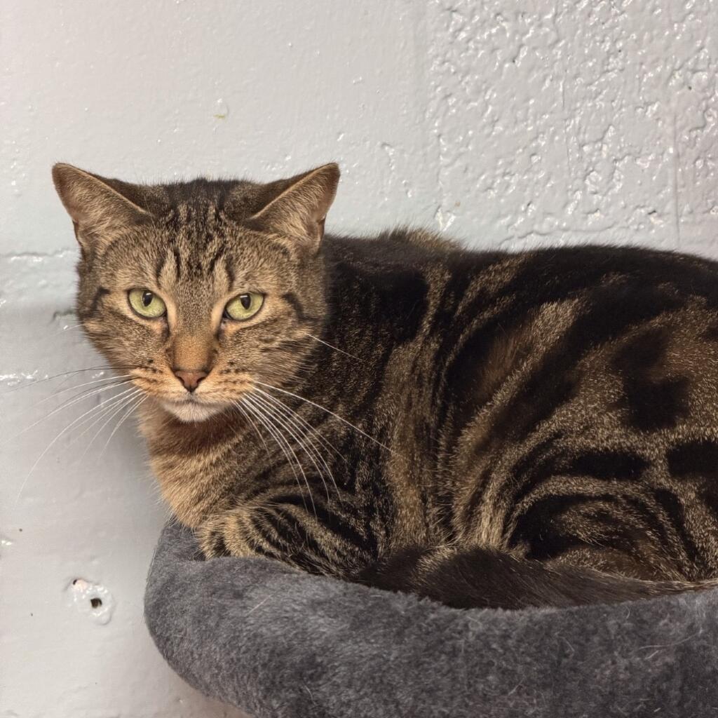 Beth 5 years old female Cat a Domestic Shorthair with brown fur and a tabby pattern