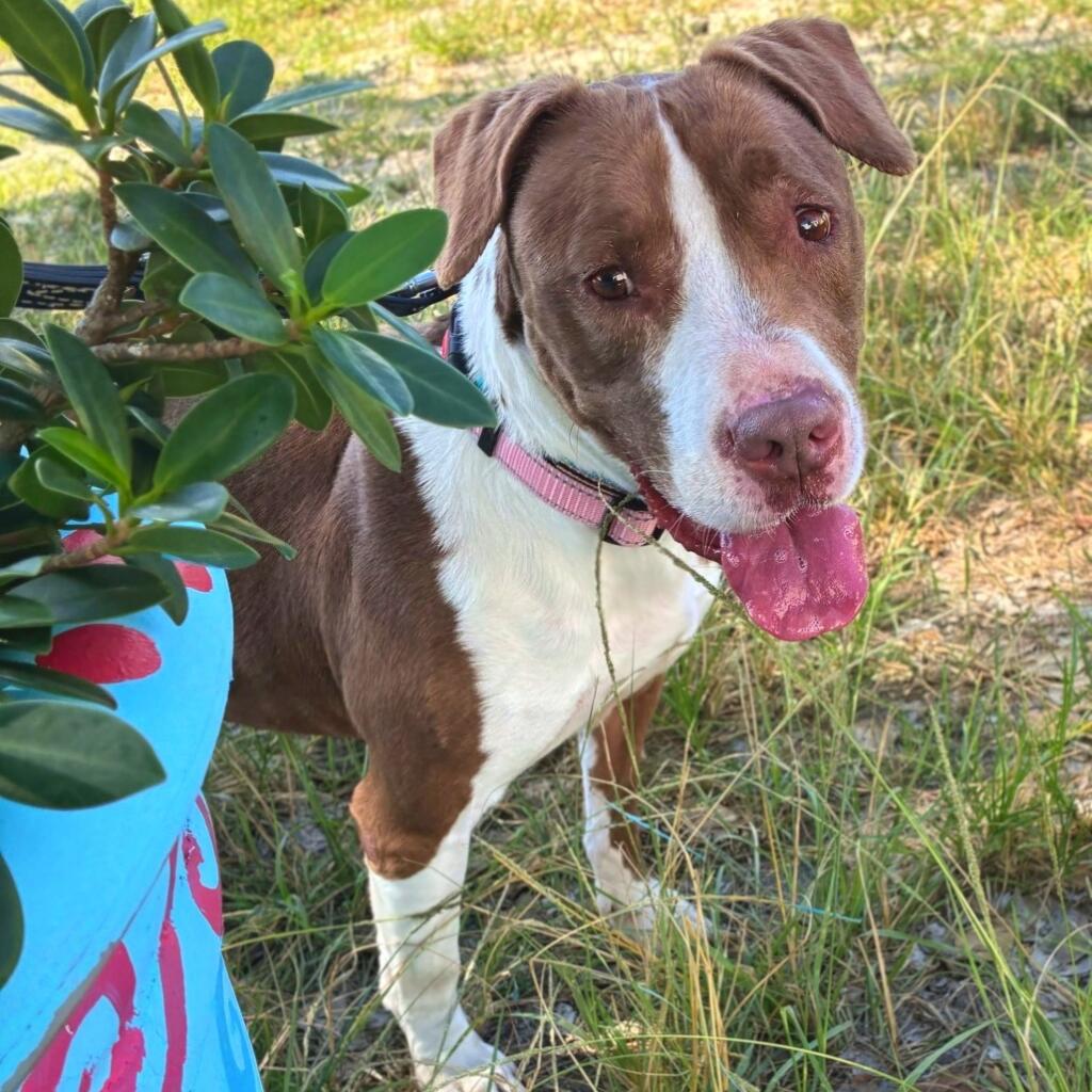 Velvet 10 years old female Dog a Terrier, American Staffordshire with brown/white fur and a none pattern
