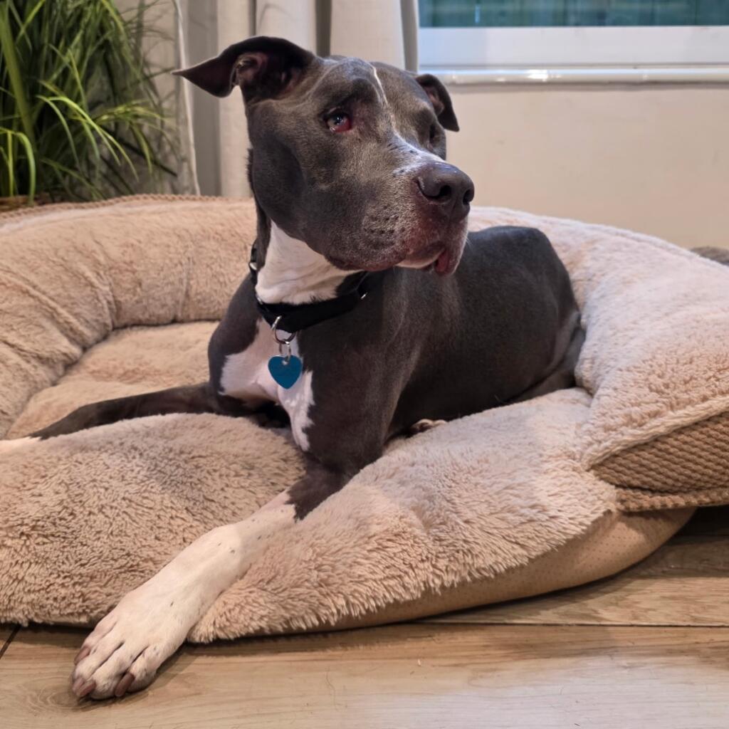 Milo 6 years old male Dog a Terrier with grey/white fur and a none pattern