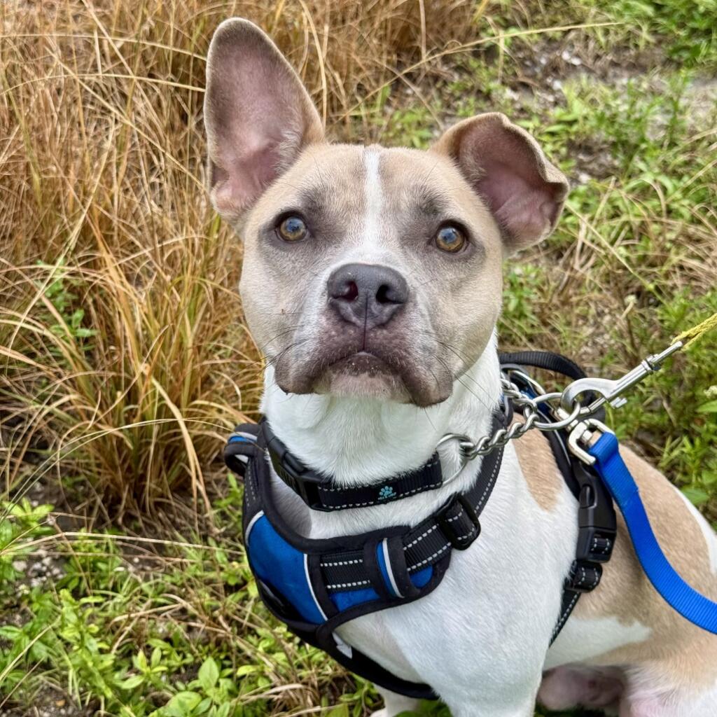 Billy 1 year old male Dog a Bulldog, French/Terrier with tan/white fur and a spotted pattern