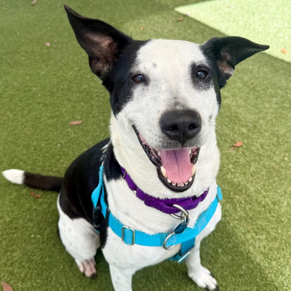 Lola 9 years old female Dog a Terrier with white/black fur and a none pattern