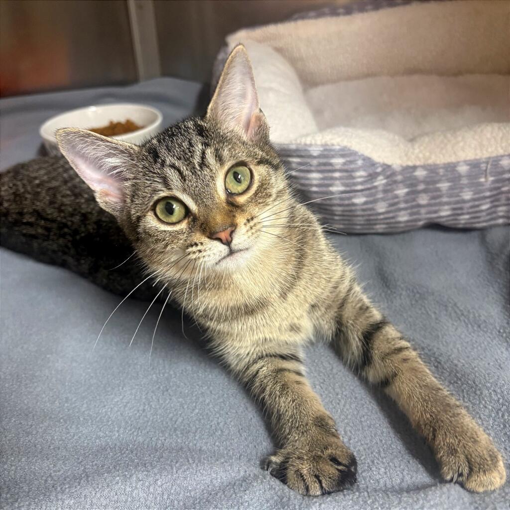 Lollipop 3 months old female Cat a Domestic Shorthair with brown/black fur and a tabby pattern
