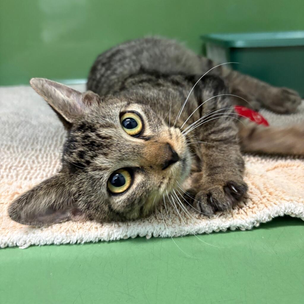 Skittles 4 months old male Cat a Domestic Shorthair with brown/black fur and a tabby pattern