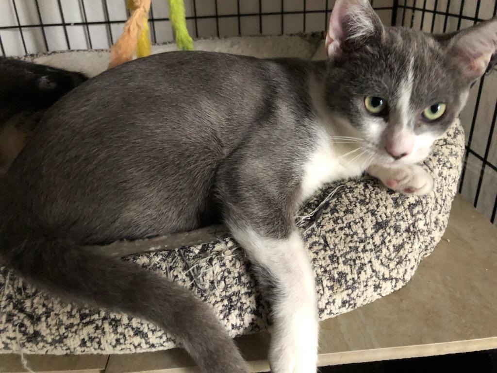North Haven, CT - Domestic Shorthair. Meet Chanel a Pet for